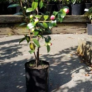 Planter Bags (PBS)/Sprayguards 120X120X230-80 BLACK PB5 - Flexoplas